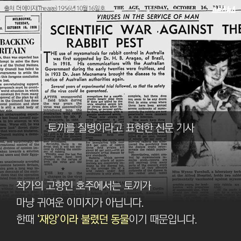 한국을 습격한 거대 토끼 | 인스티즈
