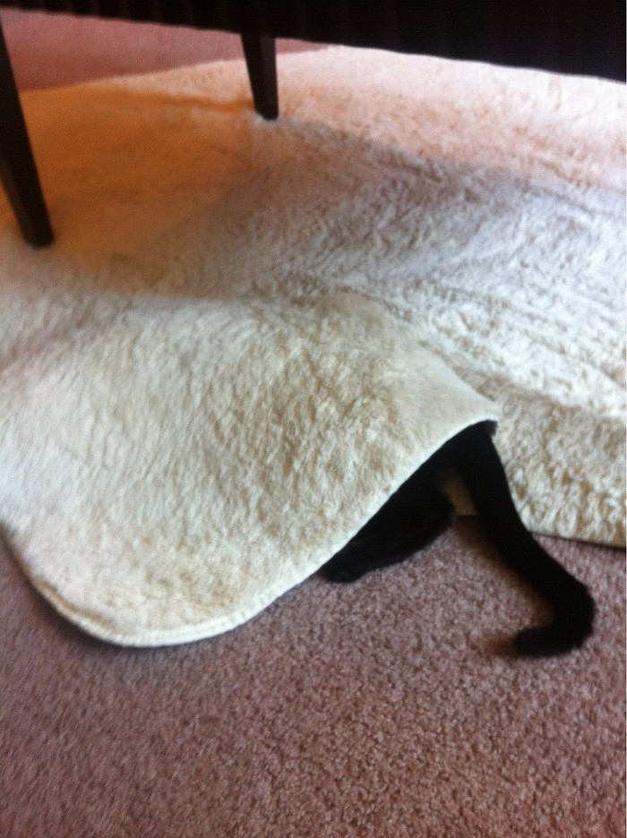 나 찾아보라냥~ | 인스티즈