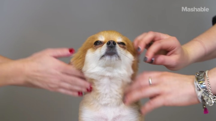 100년간 포메라니안 스타일 변화 | 인스티즈