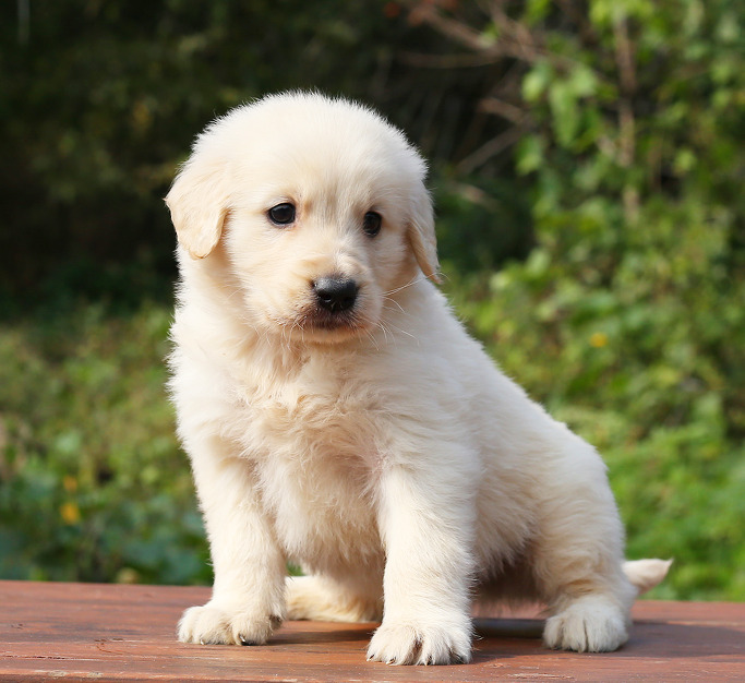 마당만있으면 키우고싶은 귀엽고 멋있는 대형견들.jpg | 인스티즈