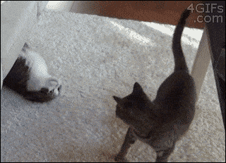 고양이 짤 | 인스티즈