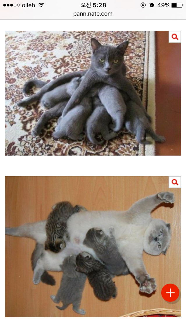 엄빠가 된 게 뿌듯한 고양이들 | 인스티즈