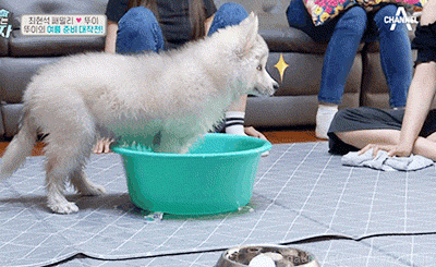 최현석 쉐프네 강아지 뚜이의 특기.gif | 인스티즈