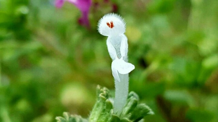 광대나물 이미지
