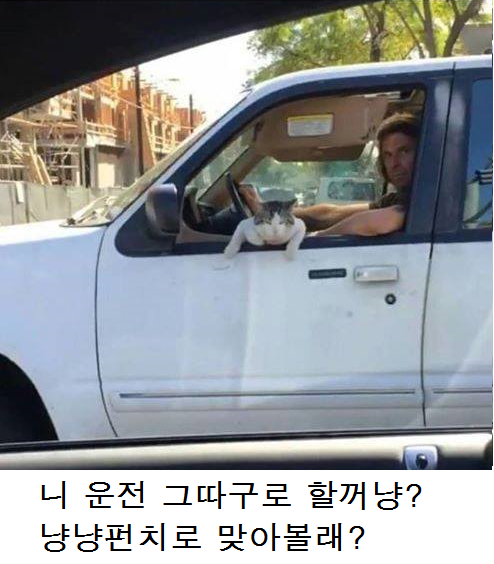 고양이 시리즈.jpg | 인스티즈