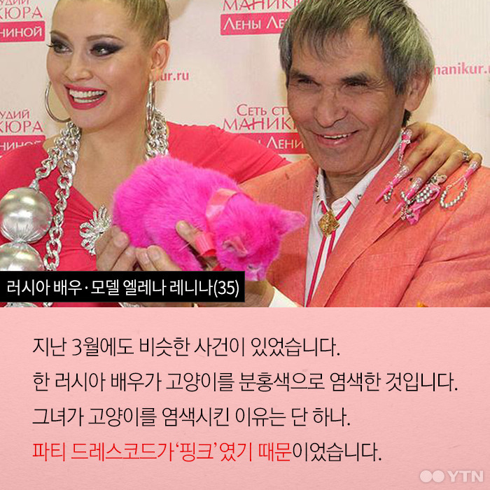 분홍고양이 이미지