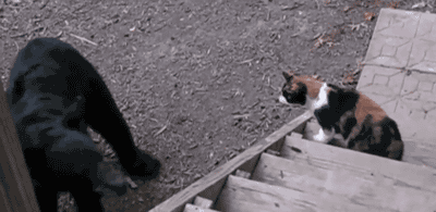 고양이의 전투력.gif | 인스티즈