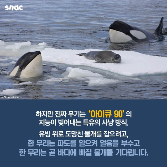 범고래와 까마귀의 지능 | 인스티즈