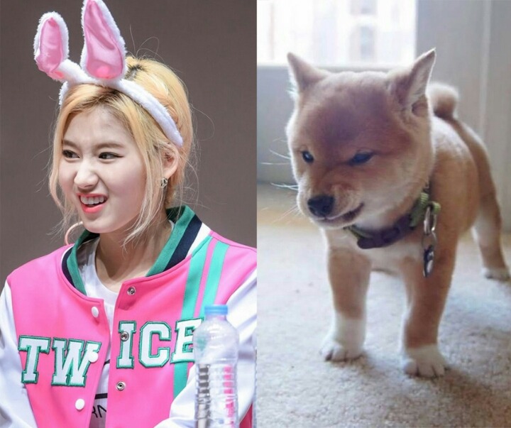 트와이스 사나 | 인스티즈