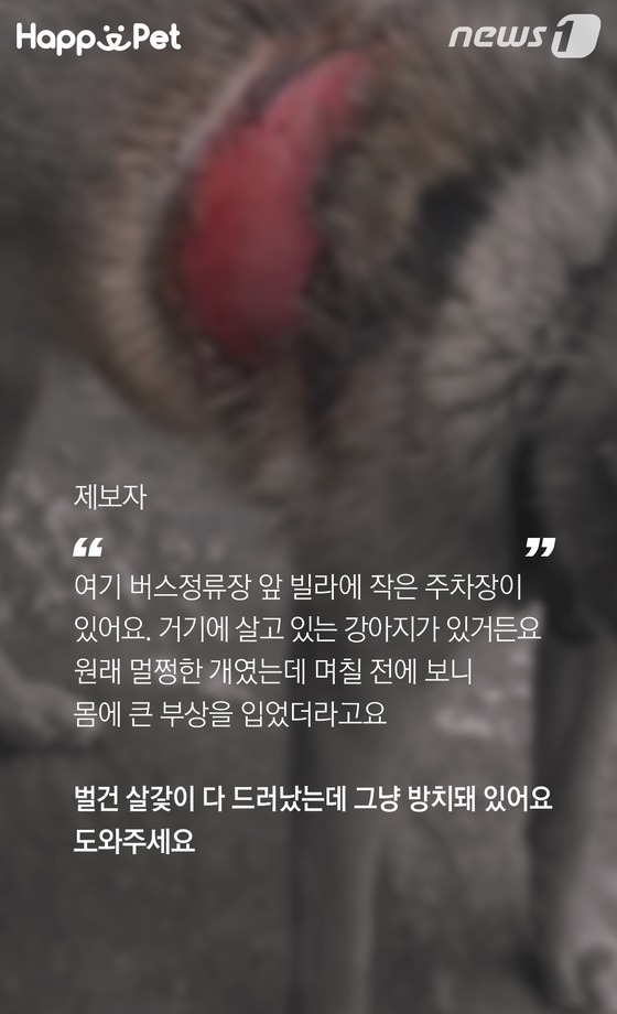 흑석동 강아지 염산테러사건의 전말 | 인스티즈
