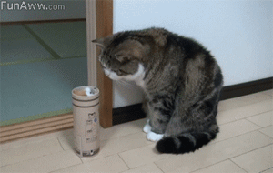 쩌는 고양이들.gif | 인스티즈