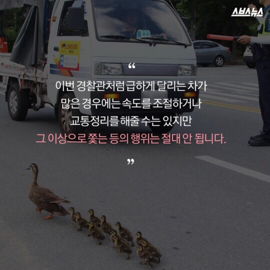 도로를 건너 긴 여정을 떠나는 아기오리와 엄마오리 가족 (심장 폭행) .jpg | 인스티즈