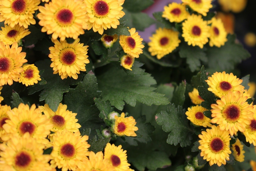 2762B93C5263C4052AD5D1