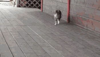  어디서나 당당하게 걷기 .GIF | 인스티즈