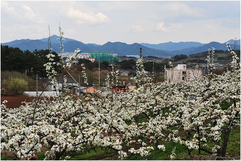 도화 이미지