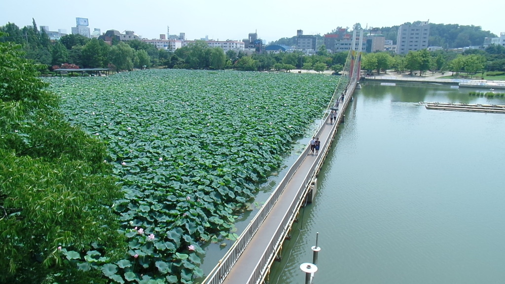 데이트 코스로 유명한 전주 덕진공원 예쁜 연꽃 풍경 | 인스티즈