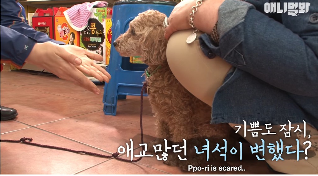 대낮에 남의 개를 납치한 여자 | 인스티즈