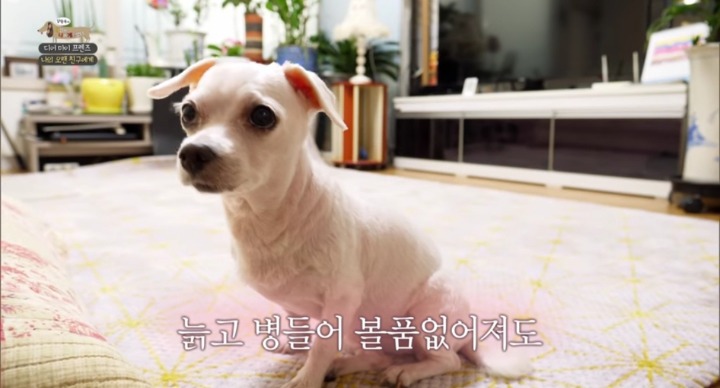 [세나개] 여러분에게 노견은 어떤 의미인가요? | 인스티즈