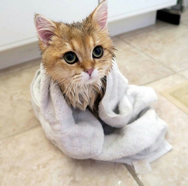 고양이 단짠단짠 모음 2탄 (귀여움 주의) | 인스티즈