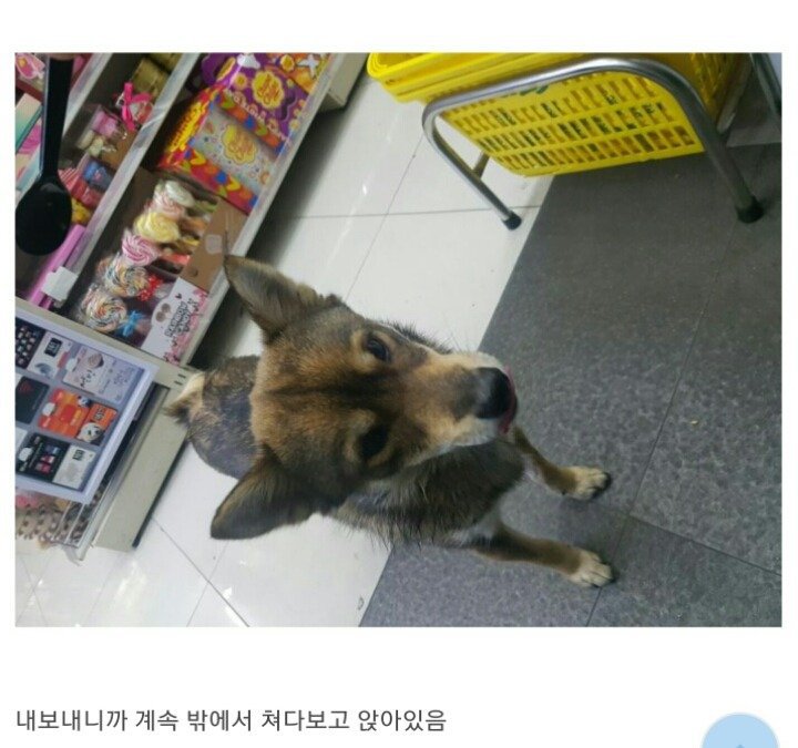 편의점에 찾아온 댕댕이.JPG | 인스티즈