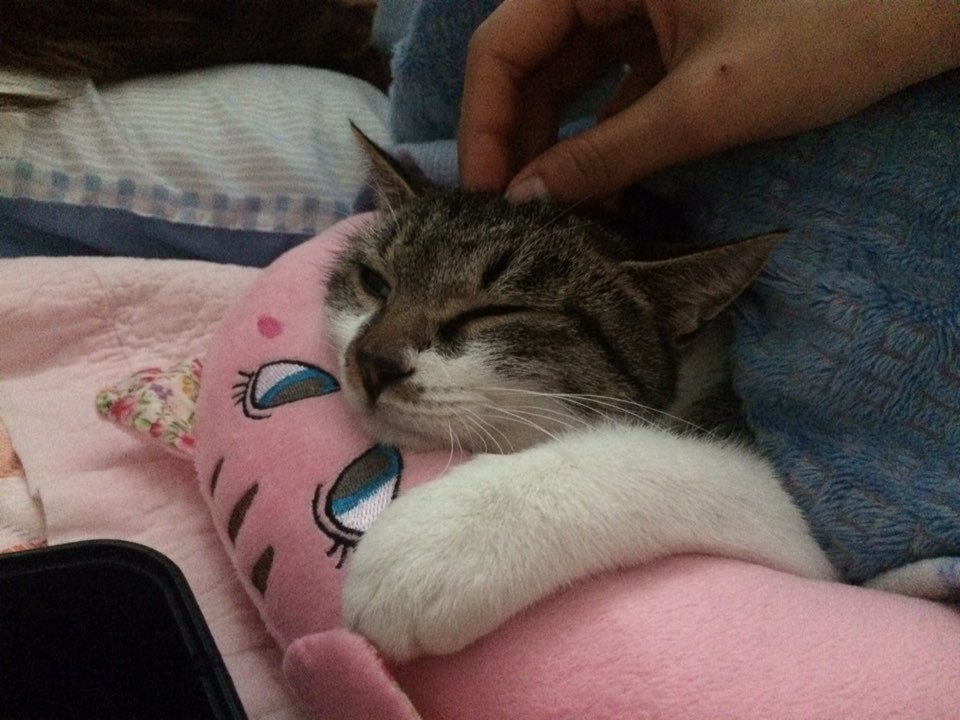 박스안에서 버려진채 떨고있던 고양이 쿠키를 도와주세요! +따뜻한 가족이되어줄 입양처를 찾습니다! | 인스티즈