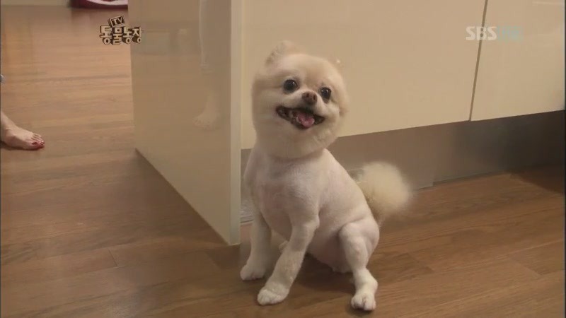 동물농장 최초 사기꾼.JPG | 인스티즈