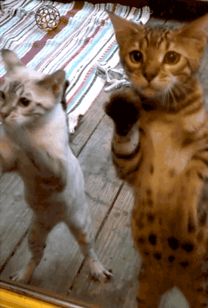 뱅갈 냥이🐱 | 인스티즈