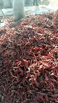 중국산 고춧가루 먹으면 안되는 이유.gif | 인스티즈