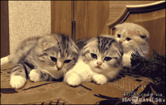 이 글을 보는 순간 하품을 할 것이다.gif | 인스티즈