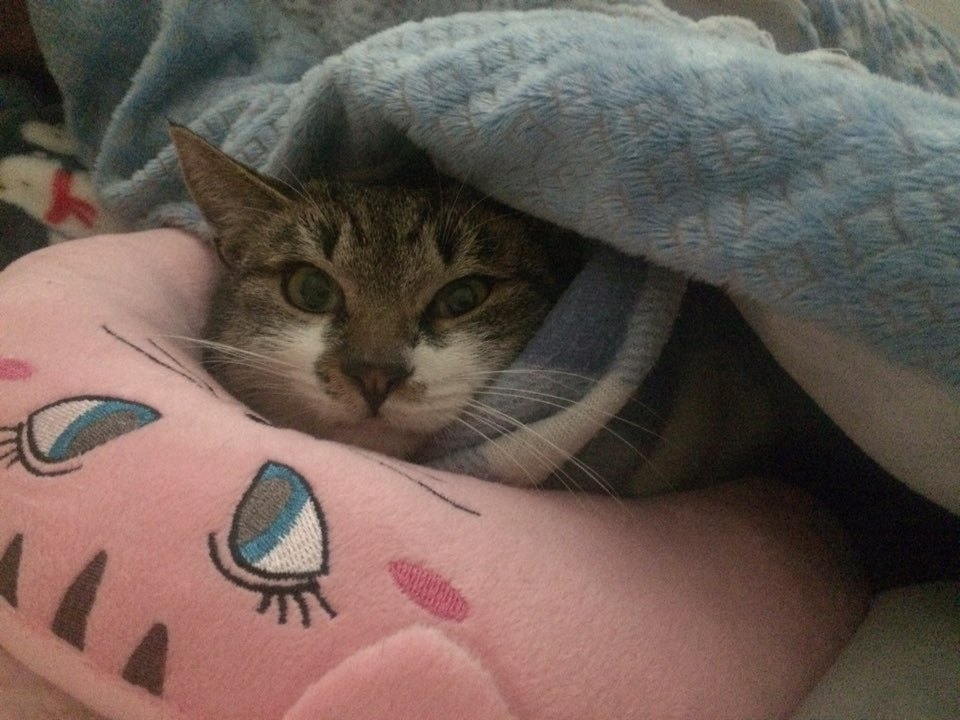 박스안에서 버려진채 떨고있던 고양이 쿠키를 도와주세요! +따뜻한 가족이되어줄 입양처를 찾습니다! | 인스티즈