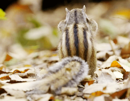 식사하는 주왕산 줄무늬 다람쥐.gif | 인스티즈
