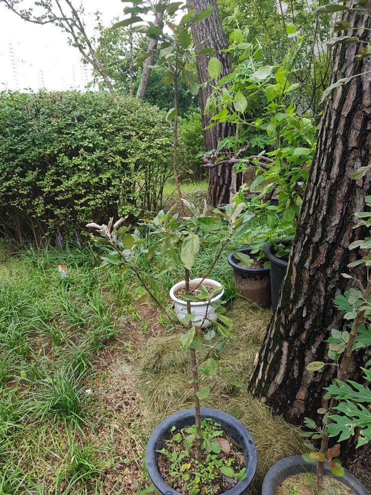 사과나무(주) 이미지