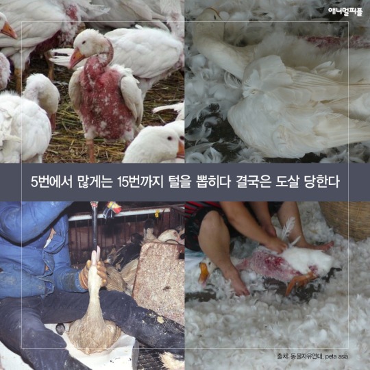 일상에 스며든 동물학대 생산품들 | 인스티즈