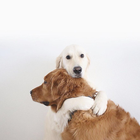댕댕이 두마리와 고양이 한마리가 동거하는 이야기.jpg | 인스티즈