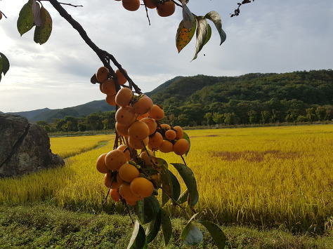 라이브사랑벌 이미지