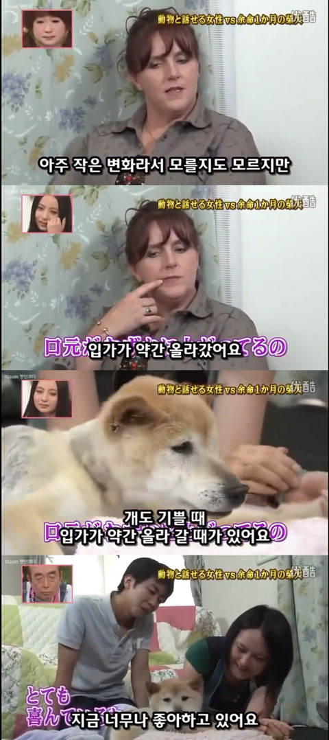 사고로 하반신 마비가되자 주인에게 비참하게 버림받은 시바견 사연 (애니멀 커뮤니케이터 하이디) | 인스티즈