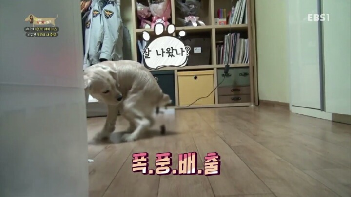 [세나개] 시도때도 없이 마운팅하고 똥을 먹는 두부의 문제 행동 고치기 -1.jpg | 인스티즈