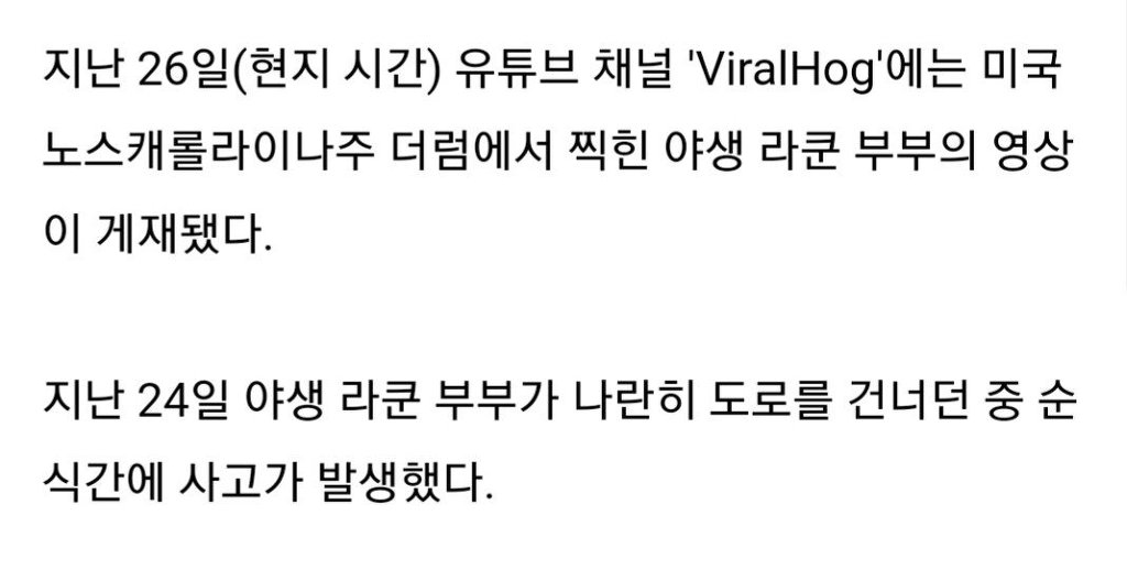 교통사고로 남편 잃어 슬퍼하는 라쿤 | 인스티즈