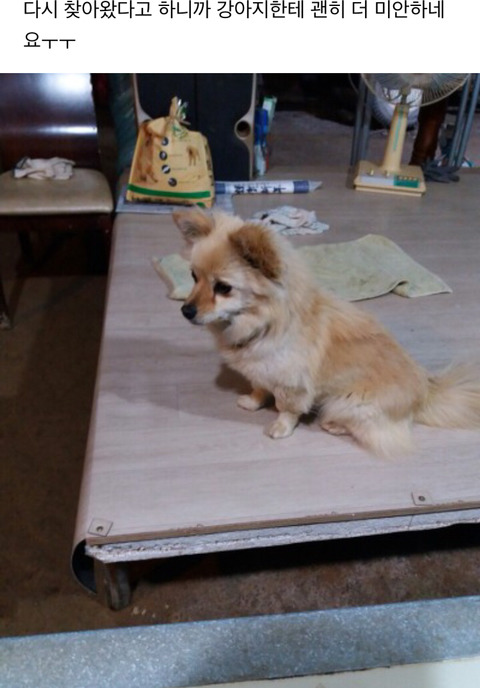 다른집에 분양보냈던 강아지가 집까지 찾아왔네요ㅜㅜ | 인스티즈