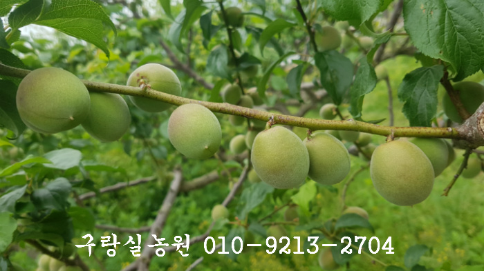 매실 이미지