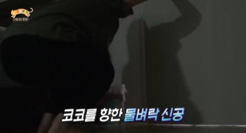 고양이가 아니라 인형을 키우는듯한 집 .jpg | 인스티즈