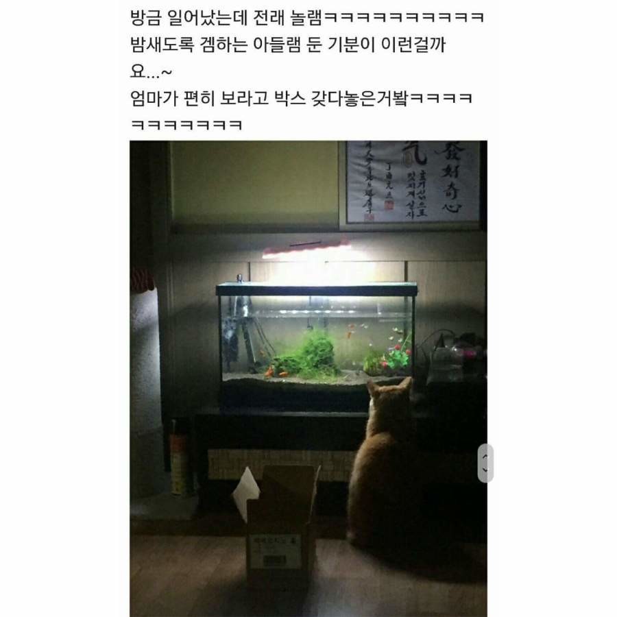 물고기 보다 현자타임 와버린 고양이 | 인스티즈