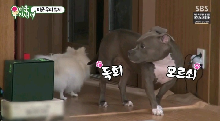 혼날까봐 눈치보는 독희 | 인스티즈