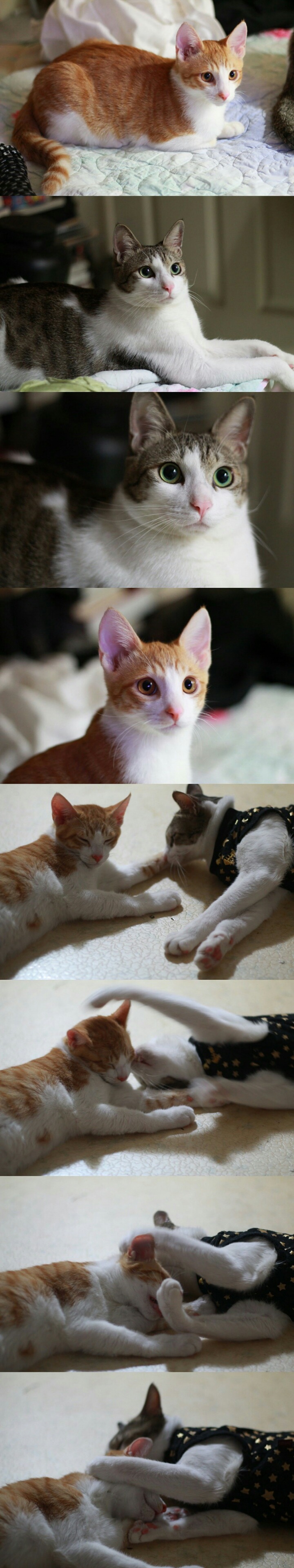 길고양이 성장기 (힐링자료) | 인스티즈