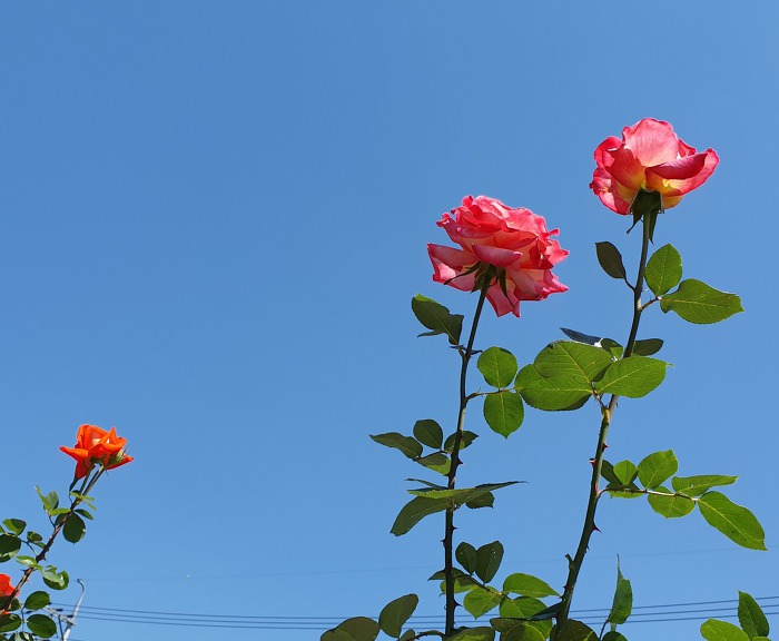 9956804D5CD8B8980E677F