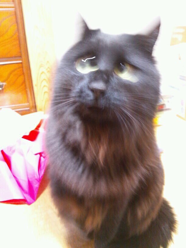 망한 고양이 사진대회.JPG | 인스티즈