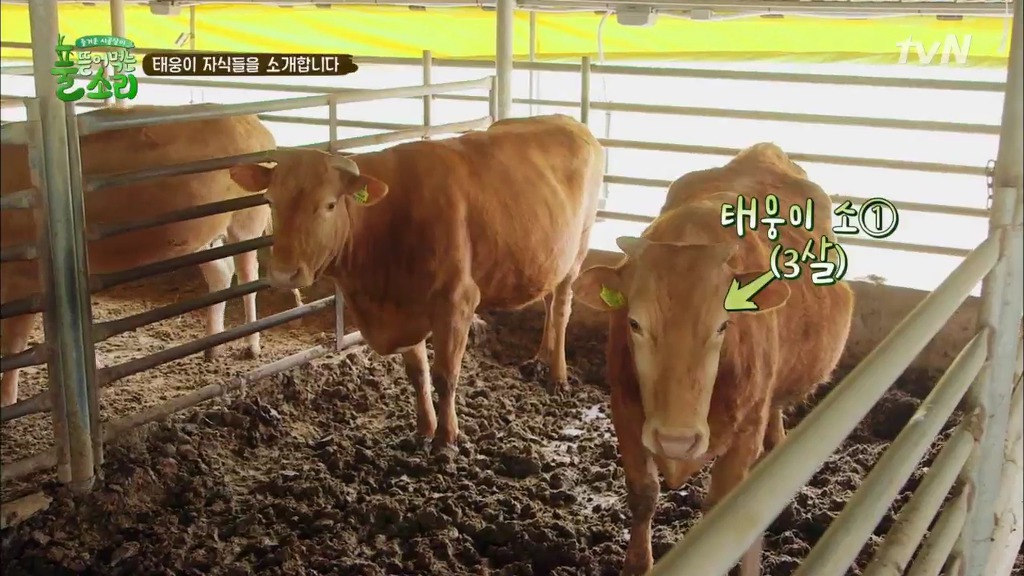 [풀뜯어먹는소리] 닭에서 시작해 소까지 살 수 있게 된 중딩농부 태웅.jpg | 인스티즈