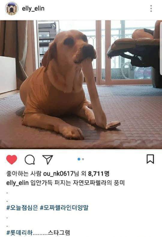 개스타그램 이미지