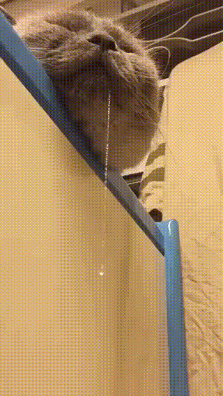 꿀잠 자는 고양이.gif | 인스티즈