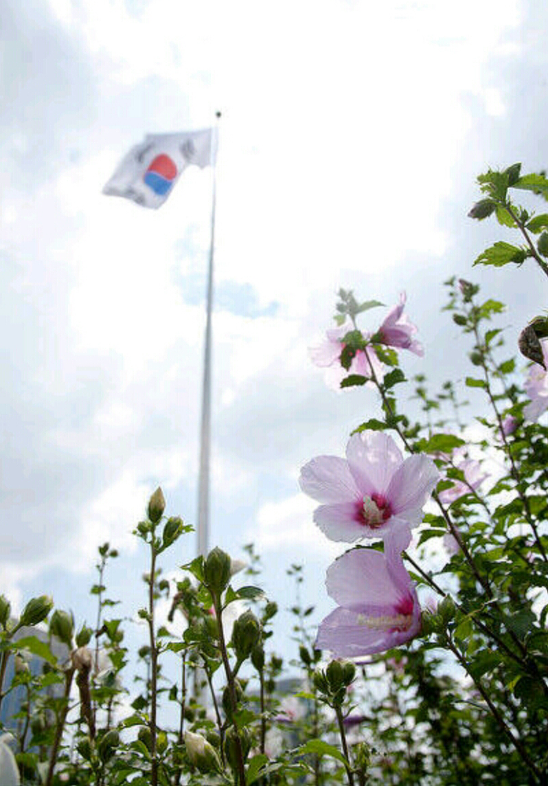 8월 15일 광복절기념 뿌리는 태극기 사진 | 인스티즈